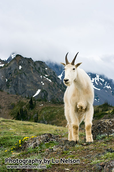 Mountain goat and clouds: Taken in the Buckhorn Wilderness in Olympic National Forest, Washington state.